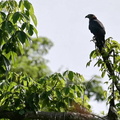 Hook-billed Kite (Chondrohierax uncinatus), Cerro Blanco Forest Reserve, Guayaquil, Guayas, Ecuador
